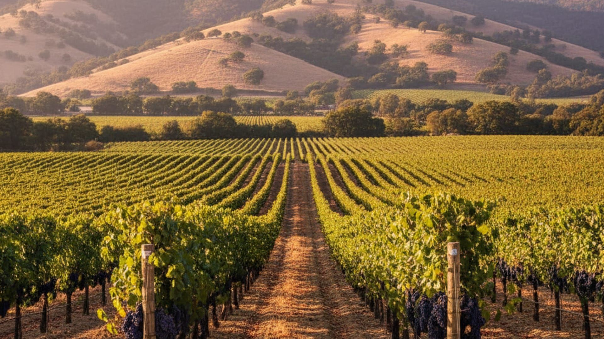 Alexander Valley Cabernet vineyards